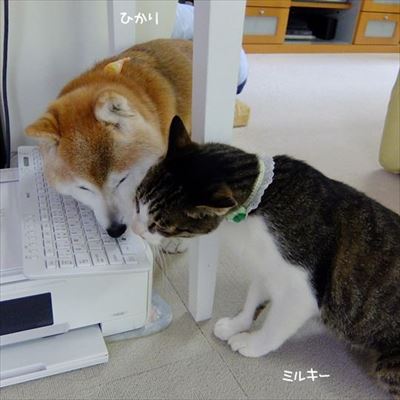 柴犬ひかりといちごと猫ミルキー