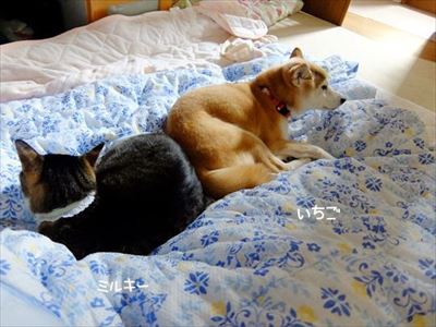 柴犬ひかりといちごと猫ミルキー
