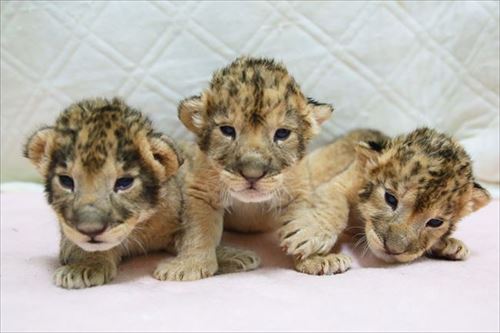 富士サファリパーク　ライオンの赤ちゃん