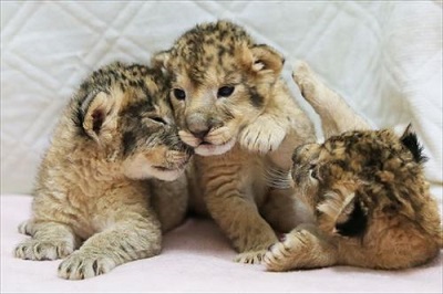 富士サファリパーク　ライオンの赤ちゃん