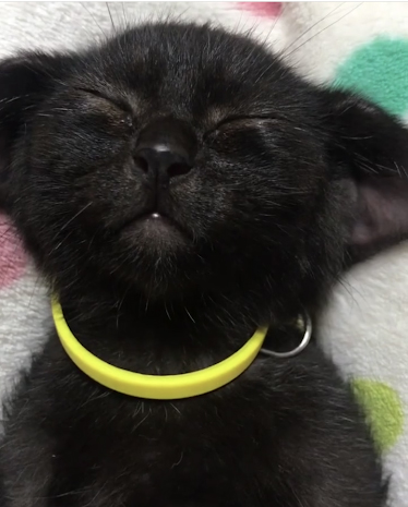 眠る子猫少しアップ