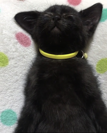 耳が上がる子猫