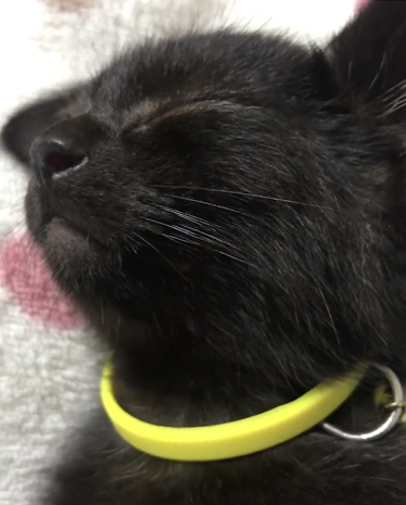 眠る子猫横からアップ