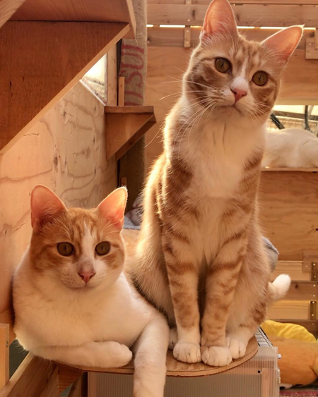 猫ちゃん2匹