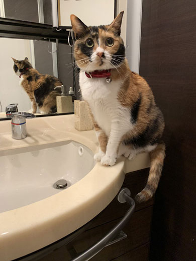 ドライヤー 大嫌い 敵 見張る 猫 表情 顔 上目遣い みーだん