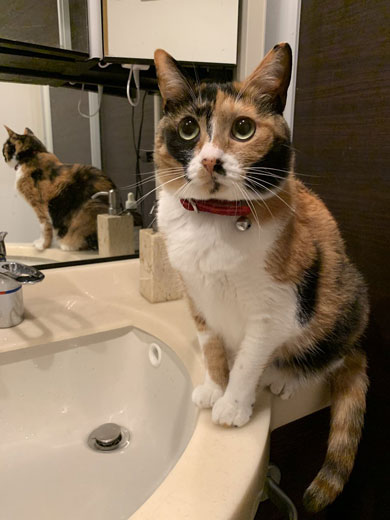 ドライヤー 大嫌い 敵 見張る 猫 表情 顔 上目遣い みーだん