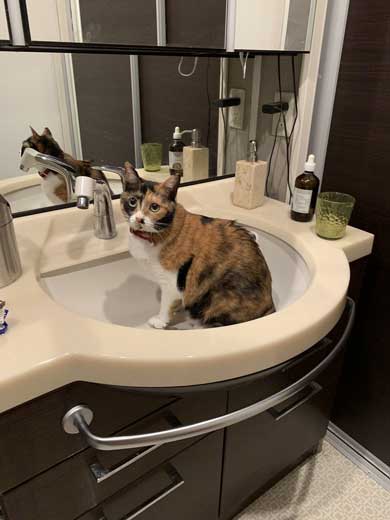 ドライヤー 大嫌い 敵 見張る 猫 表情 顔 上目遣い みーだん