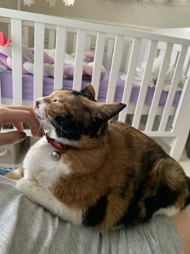 ドライヤー 大嫌い 敵 見張る 猫 表情 顔 上目遣い みーだん