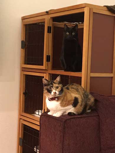 ドライヤー 大嫌い 敵 見張る 猫 表情 顔 上目遣い みーだん