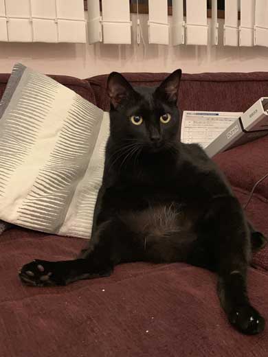 ドライヤー 大嫌い 敵 見張る 猫 表情 顔 上目遣い みーだん