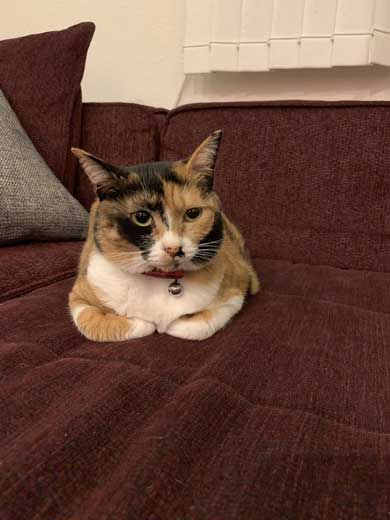 ドライヤー 大嫌い 敵 見張る 猫 表情 顔 上目遣い みーだん