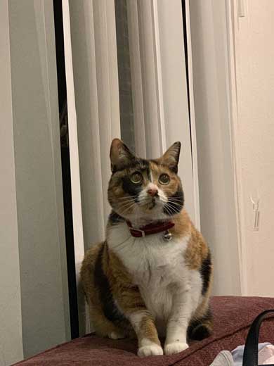 ドライヤー 大嫌い 敵 見張る 猫 表情 顔 上目遣い みーだん