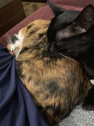 ドライヤー 大嫌い 敵 見張る 猫 表情 顔 上目遣い みーだん