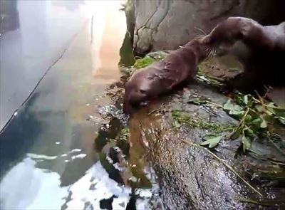 アクアマリンふくしま