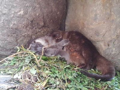 アクアマリンふくしま