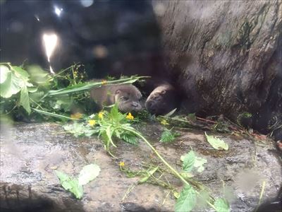 アクアマリンふくしま