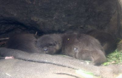 アクアマリンふくしま