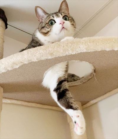 猫のすずめちゃん