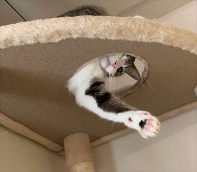 猫のすずめちゃん