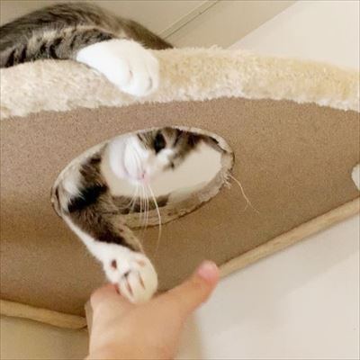 猫のすずめちゃん