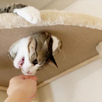 猫のすずめちゃん