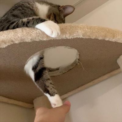 猫のすずめちゃん