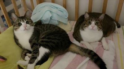 猫のすずめちゃん