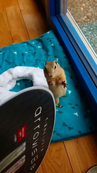 うちわであおがれたリス