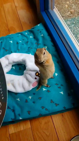 うちわであおがれたリス