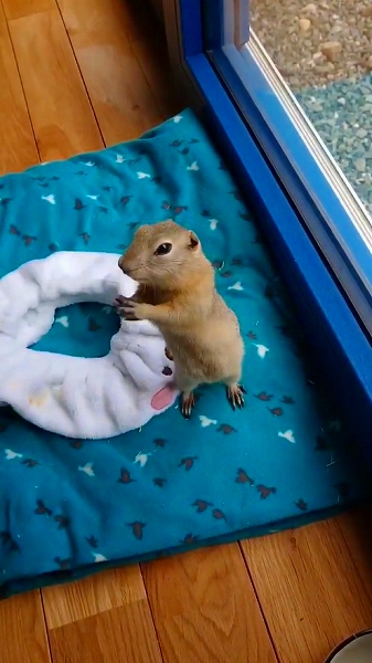 うちわであおがれたリス