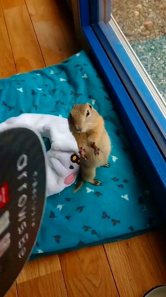 うちわであおがれたリス