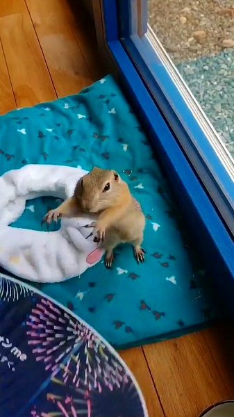 うちわであおがれたリス