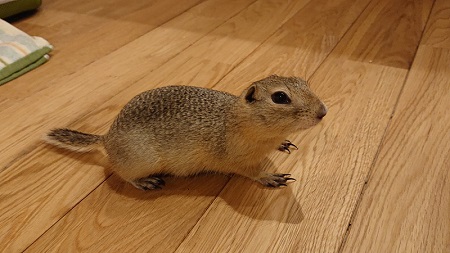 うちわであおがれたリス