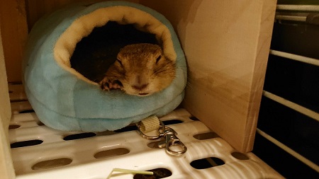 うちわであおがれたリス