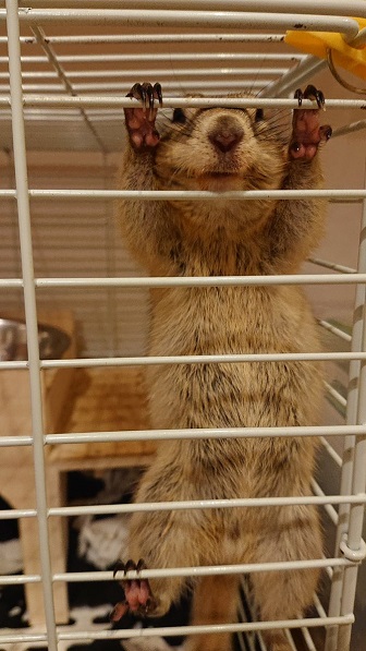 うちわであおがれたリス