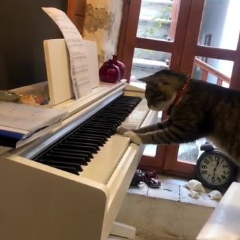 ピアニストネコちゃん