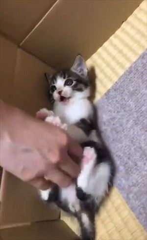 「うーーーっぱ」をする猫ちゃん