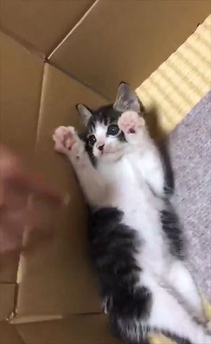 「うーーーっぱ」をする猫ちゃん