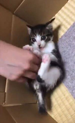 「うーーーっぱ」をする猫ちゃん