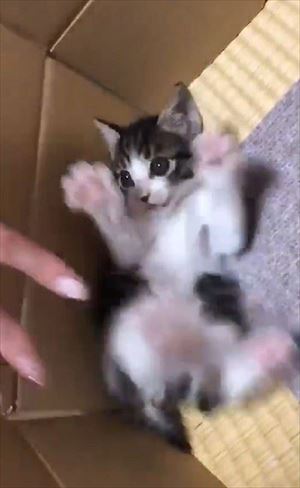 「うーーーっぱ」をする猫ちゃん