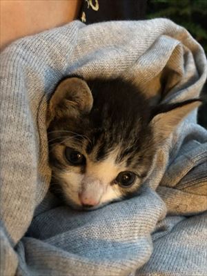 「うーーーっぱ」をする猫ちゃん