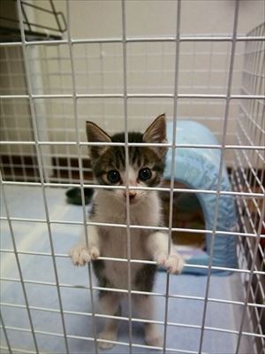 「うーーーっぱ」をする猫ちゃん