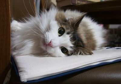 「うーーーっぱ」をする猫ちゃん