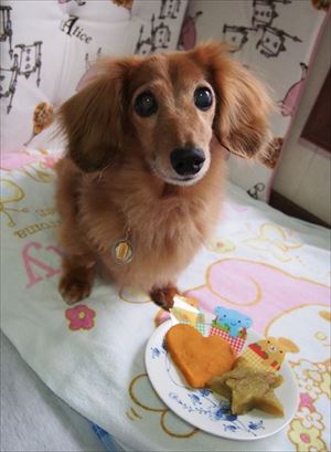 「うーーーっぱ」をする猫ちゃん