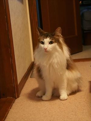 「うーーーっぱ」をする猫ちゃん