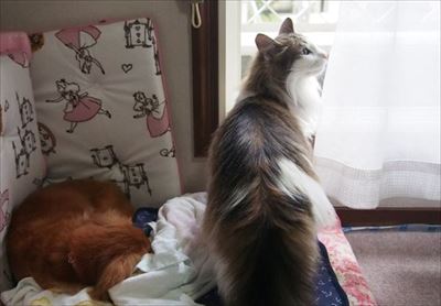 「うーーーっぱ」をする猫ちゃん