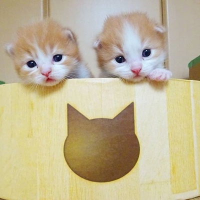 いろはちゃんベイビー