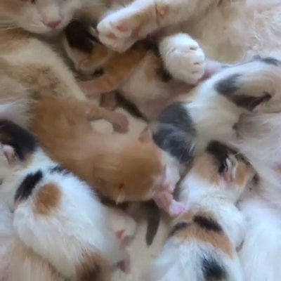 子猫たちアップ