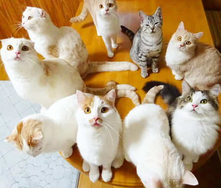 輪になる猫ちゃん