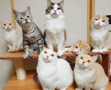 ポージング猫ちゃん